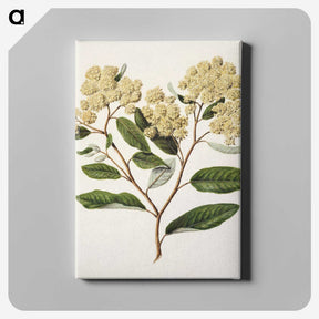 1-23_Native-Flowering-Plants-of-New-Zealand_canvas