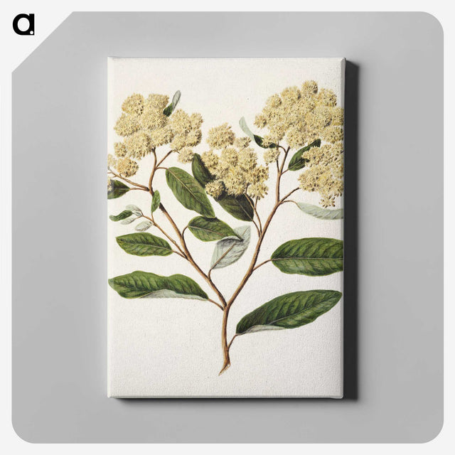 1-23_Native-Flowering-Plants-of-New-Zealand_canvas