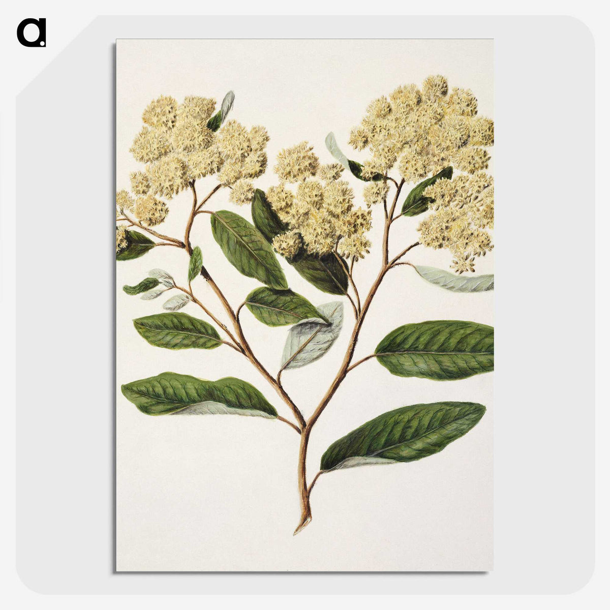 1-23_Native-Flowering-Plants-of-New-Zealand_picture-crop