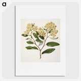 1-23_Native-Flowering-Plants-of-New-Zealand_picture