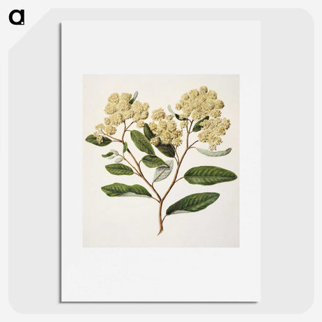 1-23_Native-Flowering-Plants-of-New-Zealand_picture