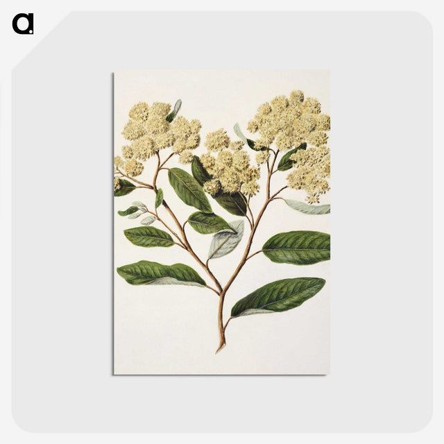 1-23_Native-Flowering-Plants-of-New-Zealand_postcard