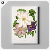 1-23_Nederlandsche-Flora-en-Pomona_canvas