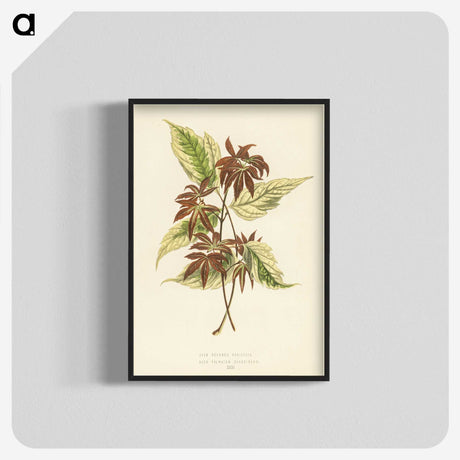 1-23_New-and-Rare-Beautiful-Leaved-Plants_blk-crop