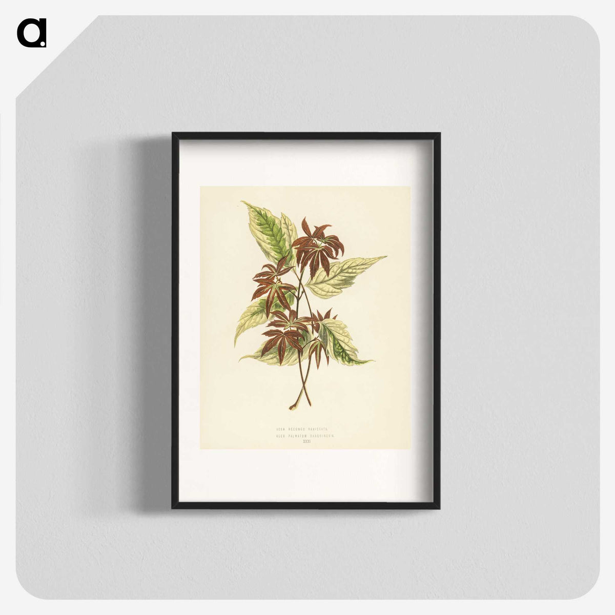 1-23_New-and-Rare-Beautiful-Leaved-Plants_blk