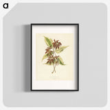 1-23_New-and-Rare-Beautiful-Leaved-Plants_blk
