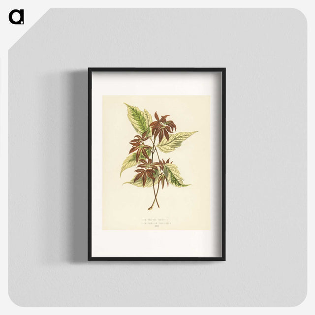 1-23_New-and-Rare-Beautiful-Leaved-Plants_blk