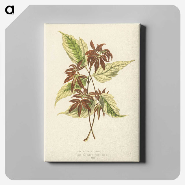 1-23_New-and-Rare-Beautiful-Leaved-Plants_canvas