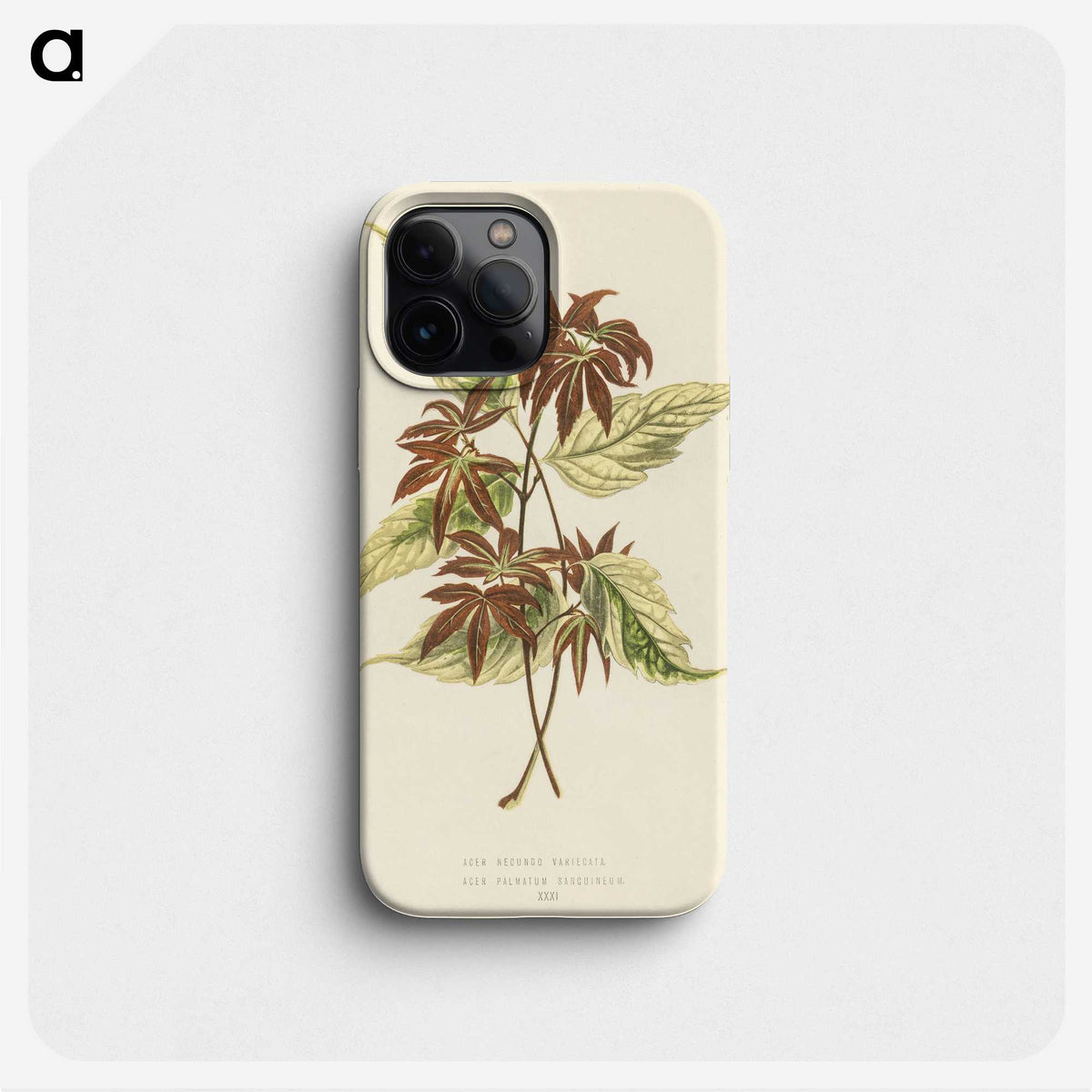 1-23_New-and-Rare-Beautiful-Leaved-Plants_phone