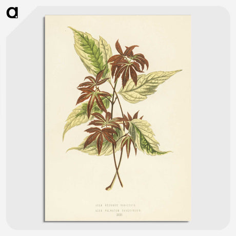 1-23_New-and-Rare-Beautiful-Leaved-Plants_picture-crop