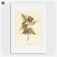 1-23_New-and-Rare-Beautiful-Leaved-Plants_picture
