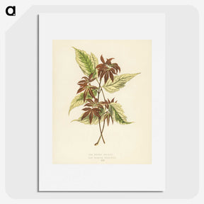 1-23_New-and-Rare-Beautiful-Leaved-Plants_picture