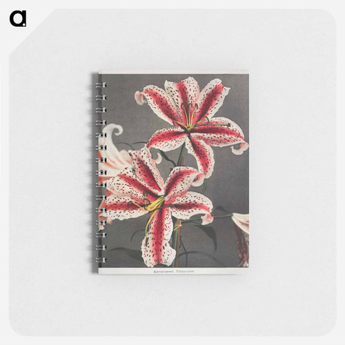 Lily - Kazumasa Ogawa Memo.