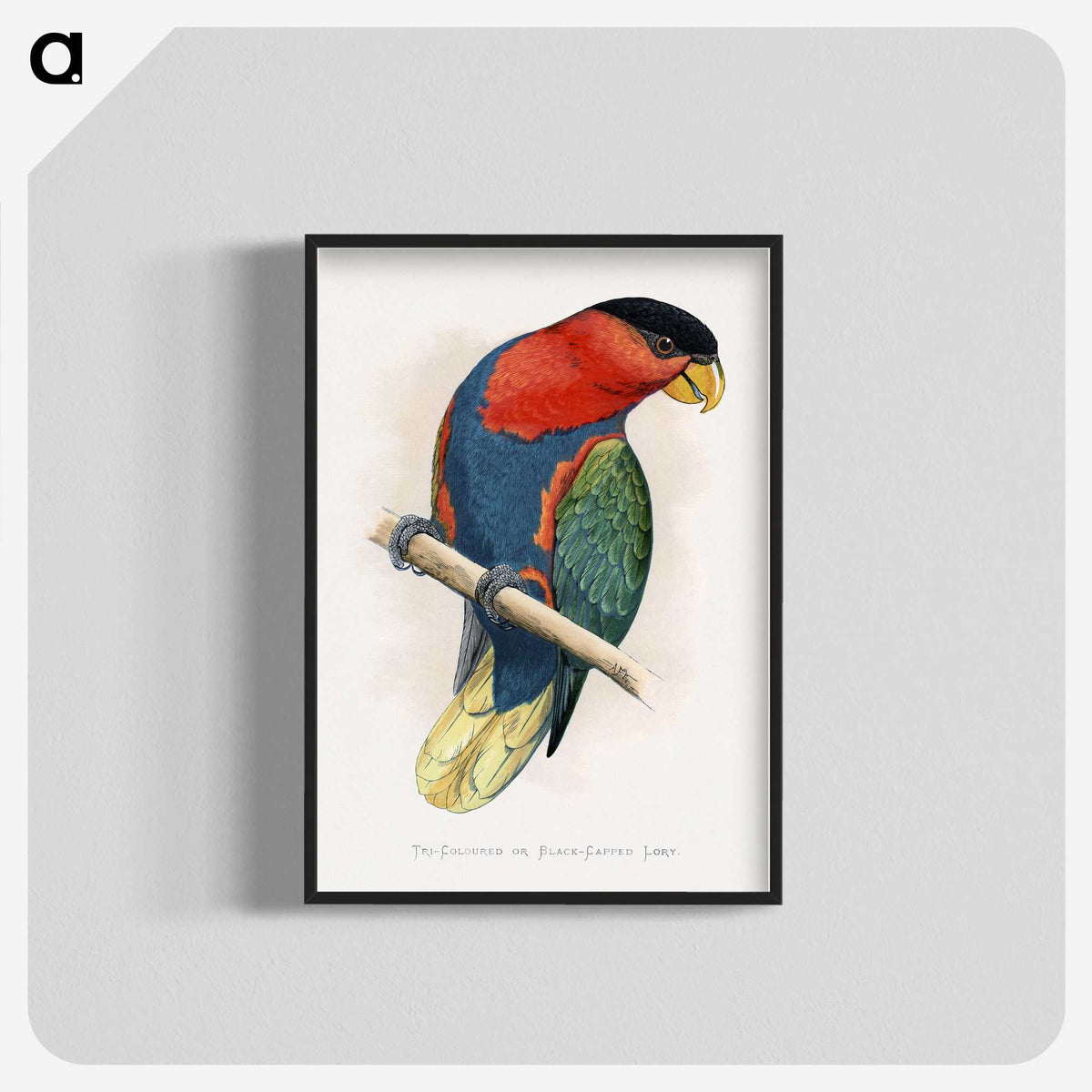 1-23_Parrots-in-Captivity_blk-crop