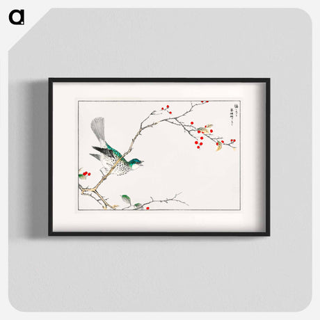 アートポスター-Brown-eared Bulbul and Dioecious Holly
 - 鳥類図鑑 Poster.