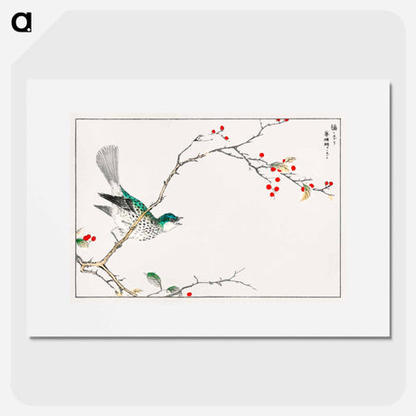 アートポスター-Brown-eared Bulbul and Dioecious Holly
 - 鳥類図鑑 Poster.