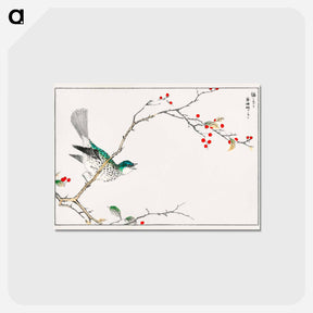 アートポストカード-Brown-eared Bulbul and Dioecious Holly
 - 鳥類図鑑 Postcard.