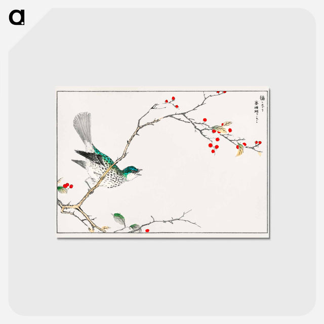 アートポストカード-Brown-eared Bulbul and Dioecious Holly
 - 鳥類図鑑 Postcard.