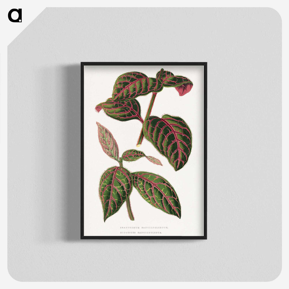 1-23_Plants-with-Colored-Foliage_blk-crop