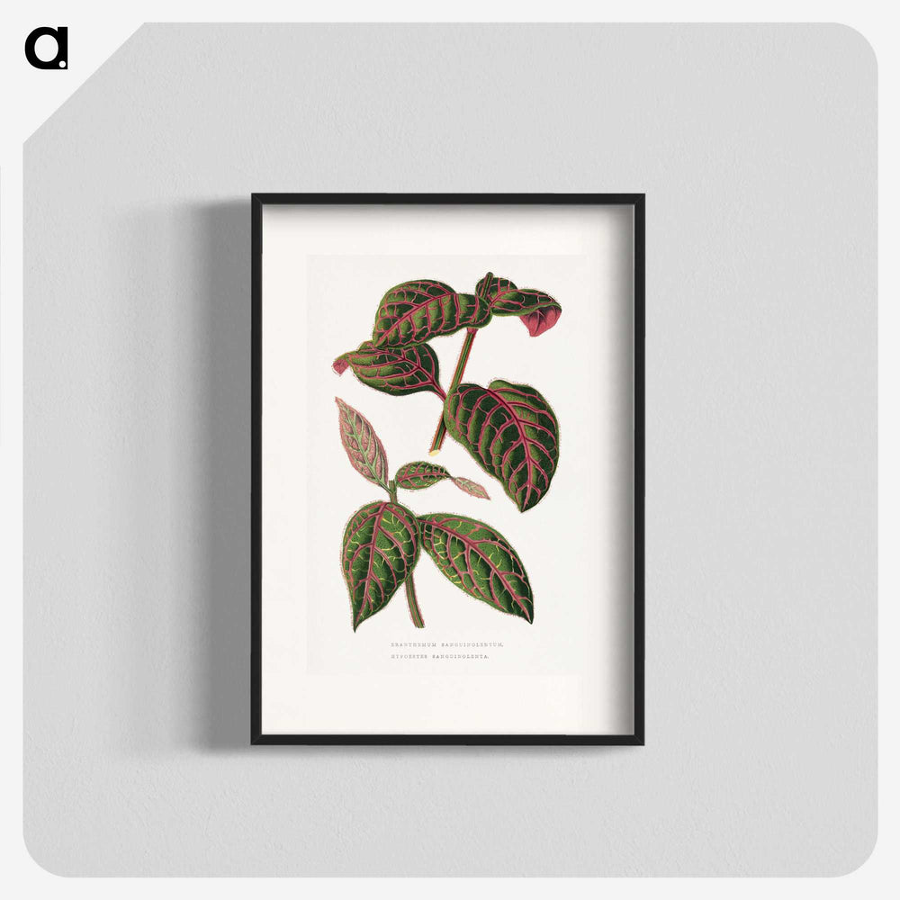 1-23_Plants-with-Colored-Foliage_blk