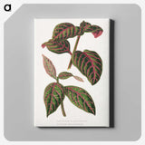 1-23_Plants-with-Colored-Foliage_canvas