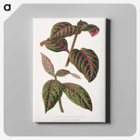 1-23_Plants-with-Colored-Foliage_canvas