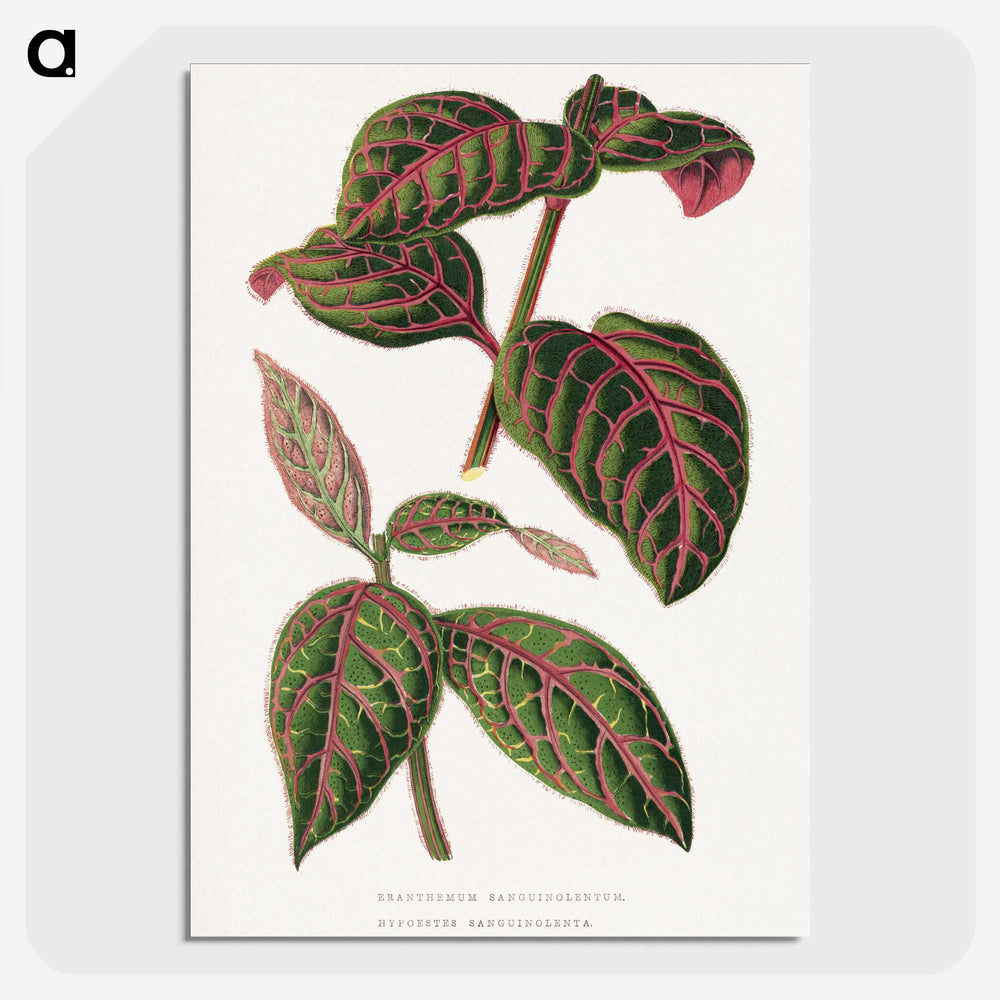 1-23_Plants-with-Colored-Foliage_picture-crop
