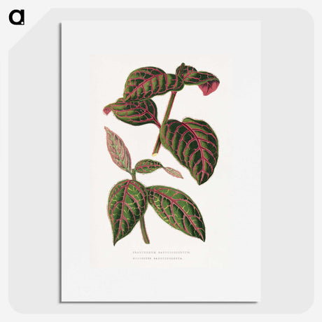 1-23_Plants-with-Colored-Foliage_picture