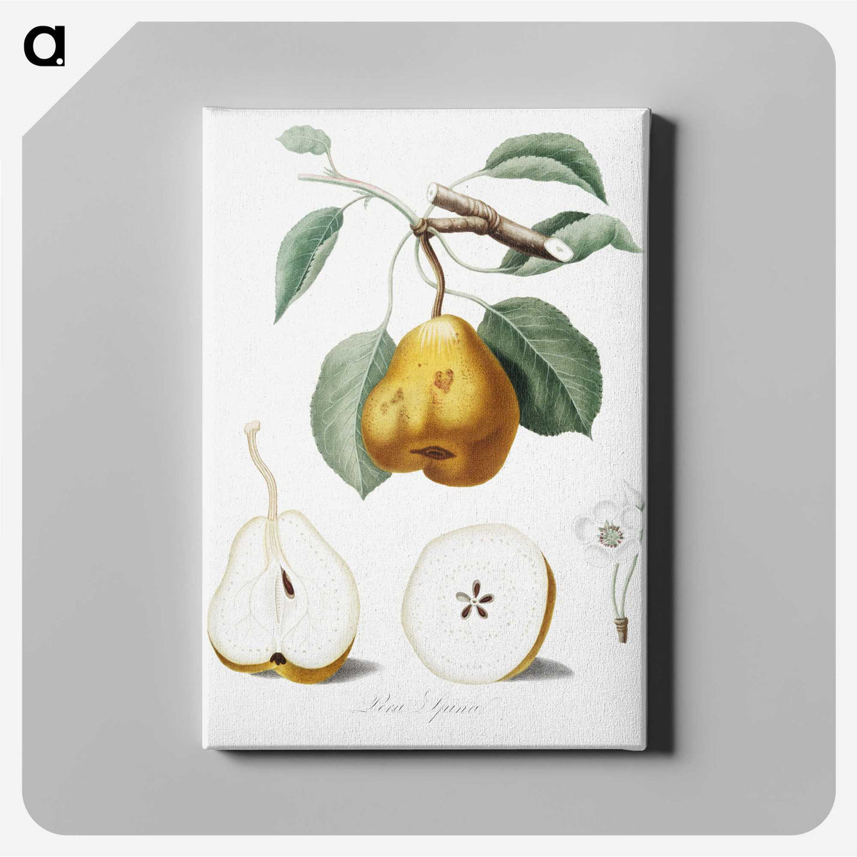 1-23_Pomona-Italiana_canvas