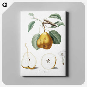 1-23_Pomona-Italiana_canvas