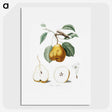 1-23_Pomona-Italiana_picture