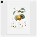 1-23_Pomona-Italiana_picture
