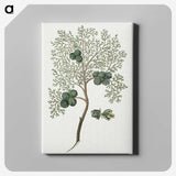 1-23_Robert-Jacob-Gordon_canvas