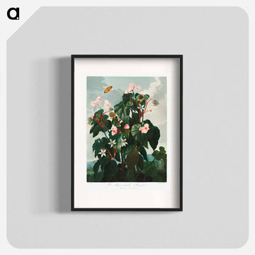 Oblique-Leaved Begonia
 - ロバート ジョン ソーントン Poster.