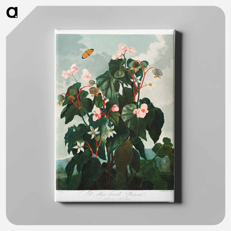アートパネル-Oblique-Leaved Begonia
 - ロバート ジョン ソーントン Canvas.