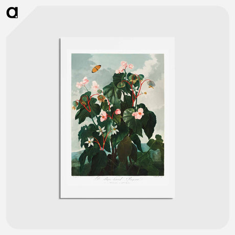 アートポストカード-Oblique-Leaved Begonia
 - ロバート ジョン ソーントン Postcard.