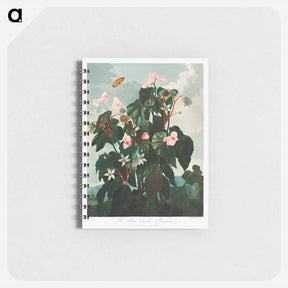 アートメモ帳-Oblique-Leaved Begonia
 - ロバート ジョン ソーントン Memo.