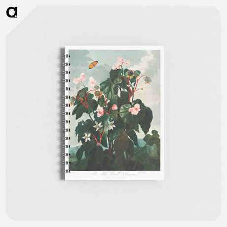 アートメモ帳-Oblique-Leaved Begonia
 - ロバート ジョン ソーントン Memo.