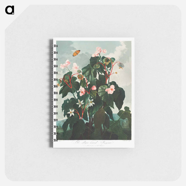 アートメモ帳-Oblique-Leaved Begonia
 - ロバート ジョン ソーントン Memo.