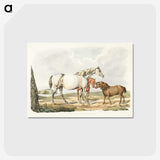 1-23_Sporting-Sketches_postcard