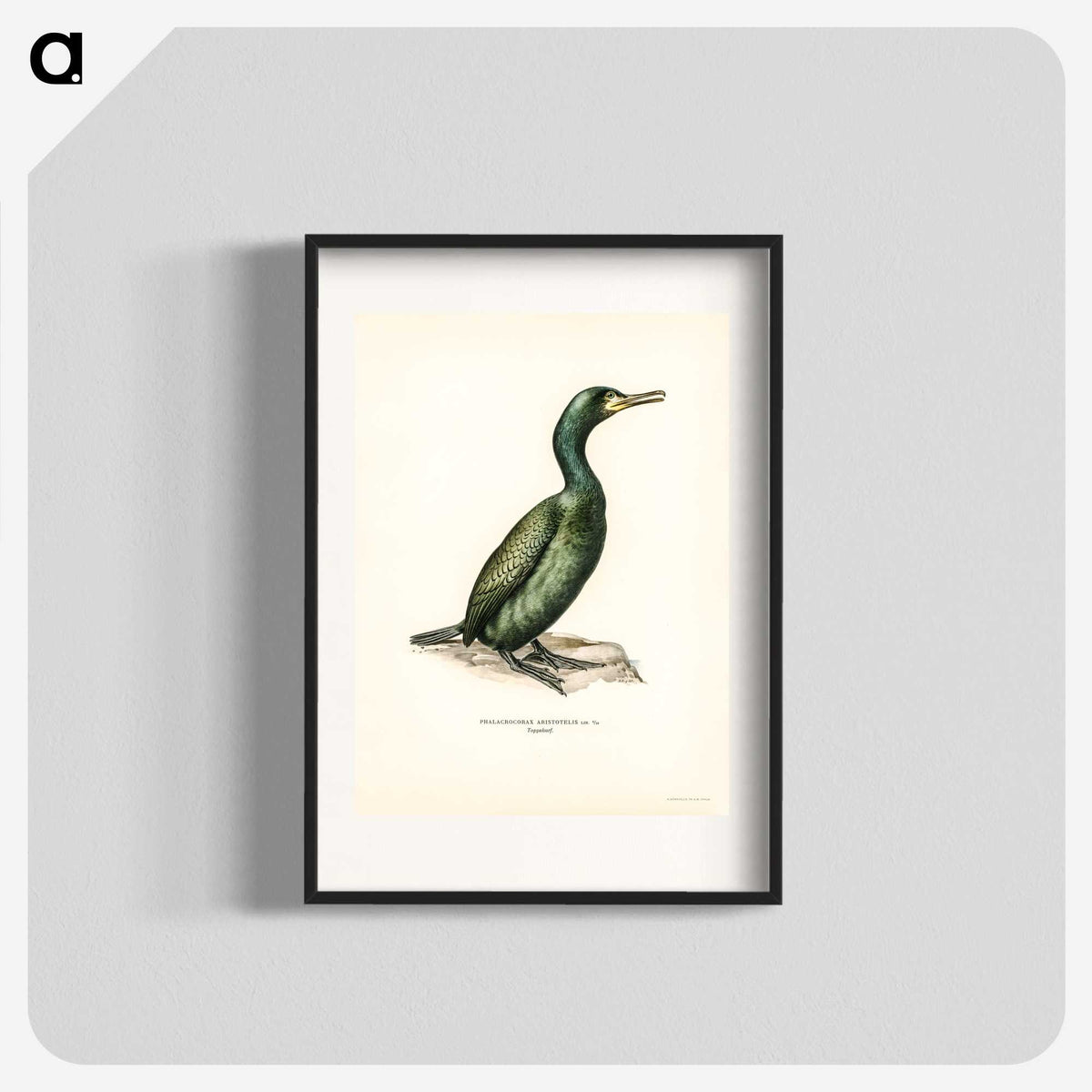 1-23_Svenska-Faglar_blk