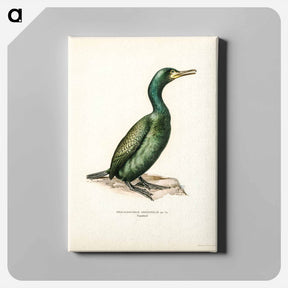アートパネル-European Shag
 - スヴェンスカ フォグラル Canvas.