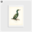アートポストカード-European Shag
 - スヴェンスカ フォグラル Postcard.