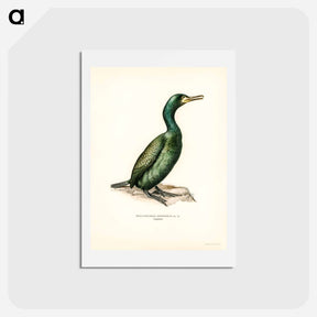 アートポストカード-European Shag
 - スヴェンスカ フォグラル Postcard.