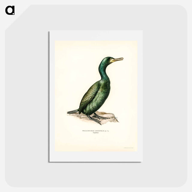 アートポストカード-European Shag
 - スヴェンスカ フォグラル Postcard.
