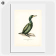 1-23_Svenska-Faglar_picture