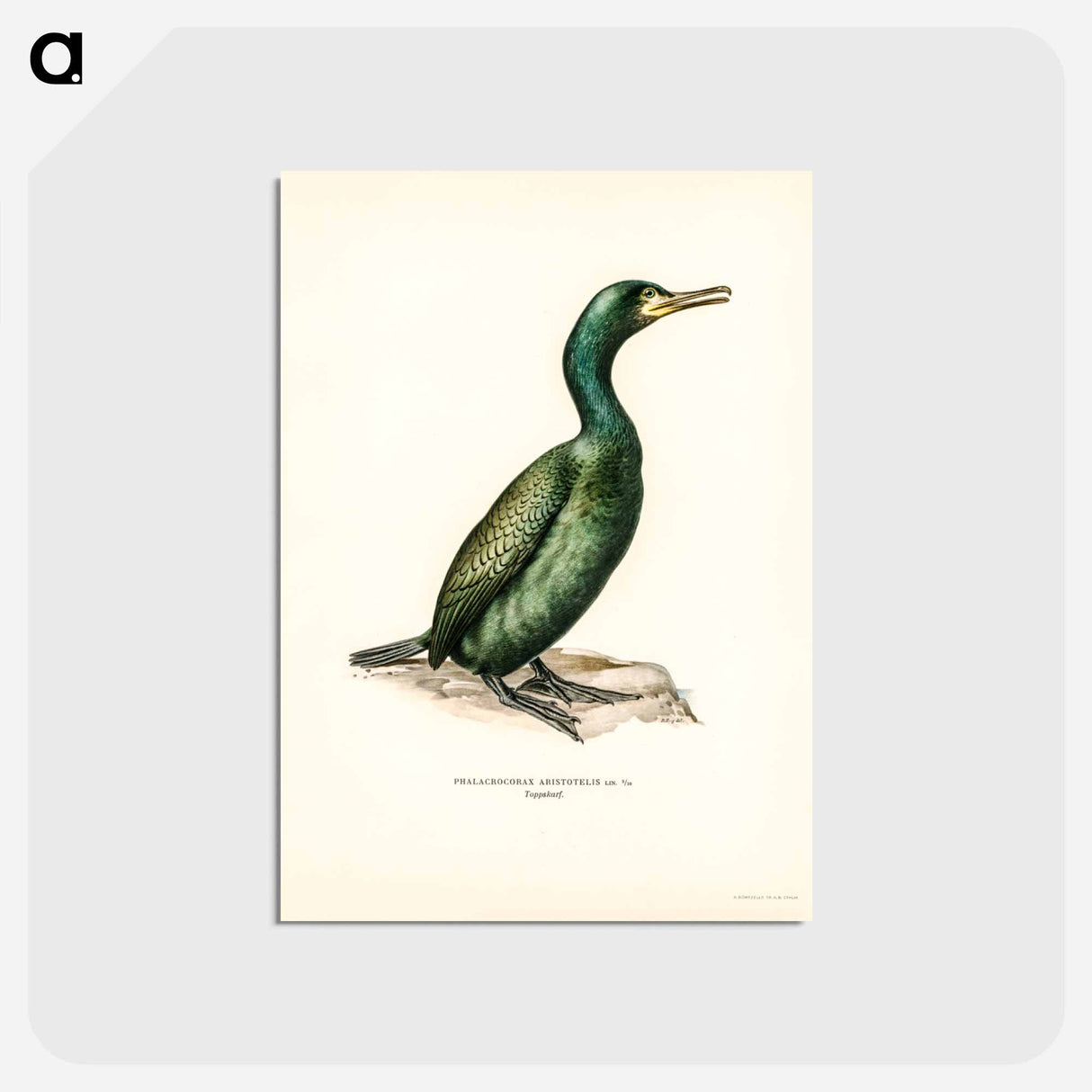 アートポストカード-European Shag
 - スヴェンスカ フォグラル Postcard.