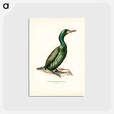 アートポストカード-European Shag
 - スヴェンスカ フォグラル Postcard.