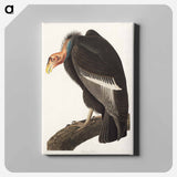 アートパネル-Californian Vulture from Birds of America
 - アメリカの鳥たち Canvas.