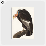 アートポストカード-Californian Vulture from Birds of America
 - アメリカの鳥たち Postcard.